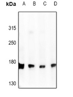 DLC1 Antibody