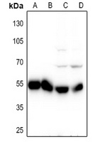 Alpha-tubulin Rabbit Polyclonal Antibody
