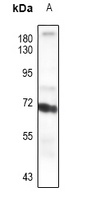 Paxillin Rabbit Polyclonal Antibody