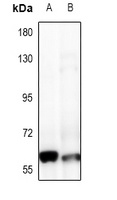 FRS2 Antibody