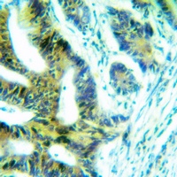 FRS2 Antibody