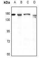 CD49d Antibody