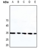 Caspase 3 Antibody