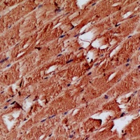 NF-kappaB p105 Rabbit Polyclonal Antibody