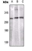 ACC alpha Rabbit Polyclonal Antibody