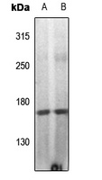 DAP Kinase 1 (Phospho-S308) Antibody