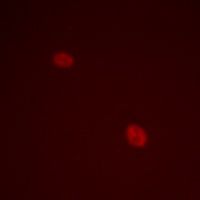 Anti-CENPA (Phospho-S7) Antibody