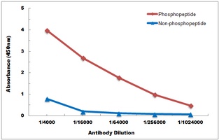 Anti-CENPA (Phospho-S7) Antibody