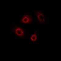 Anti-CD4 (Phospho-S433) Antibody