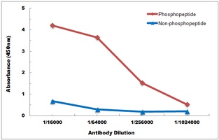 Anti-CD4 (Phospho-S433) Antibody