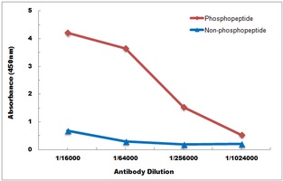 CD4 (pS433) antibody