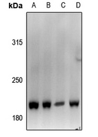 Von Willebrand Factor Rabbit Polyclonal Antibody