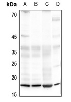 Histone H4 Rabbit Polyclonal Antibody