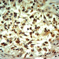 Histone H4 Rabbit Polyclonal Antibody