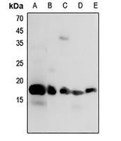 Histone H3 Antibody