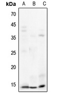 Histone H3 Antibody