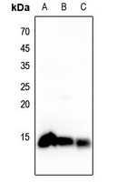 Histone H4 Rabbit Polyclonal Antibody