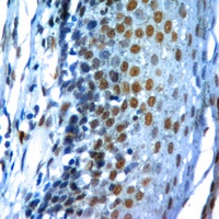 Histone H4 Rabbit Polyclonal Antibody