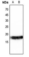Histone H3 Antibody