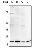 Histone H3 Antibody