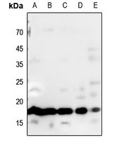 Histone H3 Antibody