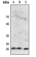 Histone H3 Antibody