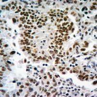 Histone H3 antibody