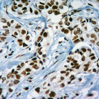 Histone H3 antibody