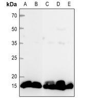 Histone H2B Rabbit Polyclonal Antibody