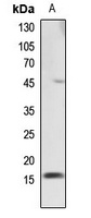 Histone H2B Rabbit Polyclonal Antibody