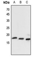 Histone H2B Rabbit Polyclonal Antibody