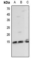 Histone H2B Rabbit Polyclonal Antibody