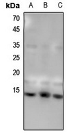 Histone H4 (MonoMethyl-K31) Rabbit Polyclonal Antibody