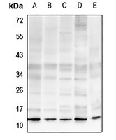 Histone H4 (MonoMethyl-R19) Rabbit Polyclonal Antibody