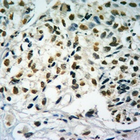 Histone H4 (MonoMethyl-R19) Rabbit Polyclonal Antibody