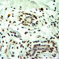 Histone H3 (MonoMethyl-R8) Antibody