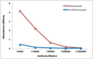 Anti-Histone H3 (TriMethyl-K79) Antibody