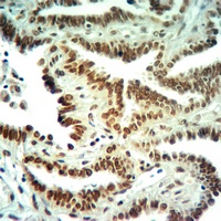 Histone H3 (DiMethyl-K36) Antibody