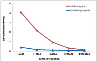 Histone H3 (DiMethyl-K36) antibody