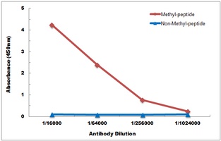 Histone H3 (MonoMethyl-K36) antibody