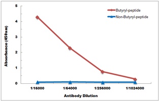 Histone H3 (Butyryl-K18) antibody