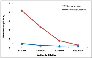 Histone H2B (Butyryl-K23) antibody