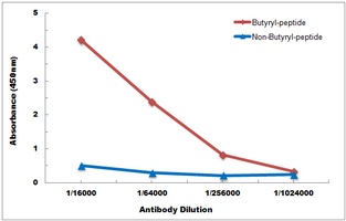 Histone H2B (Butyryl-K23) Rabbit Polyclonal Antibody