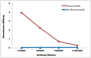 Histone H2B (Butyryl-K5) Antibody