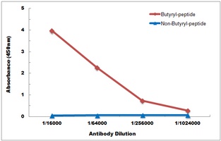 Histone H2B (Butyryl-K5) antibody