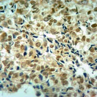 Histone H3 antibody