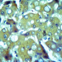 Thrombospondin 4 antibody