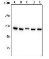 PDGFR alpha Antibody