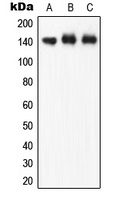 eNOS (Phospho-S1177) Antibody