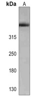 Nesprin 2 Rabbit Polyclonal Antibody